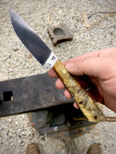 Load image into Gallery viewer, Buckeye Burl Hunter
